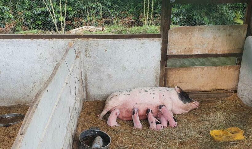 פנסיון Cabaña La Guitarra