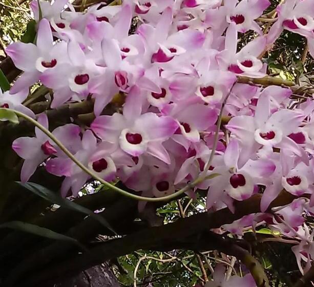 پانسیون Casalta Pousada