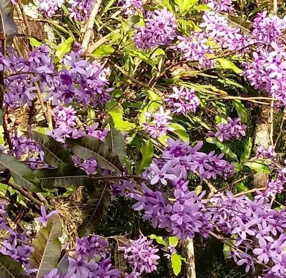 پانسیون Casalta Pousada