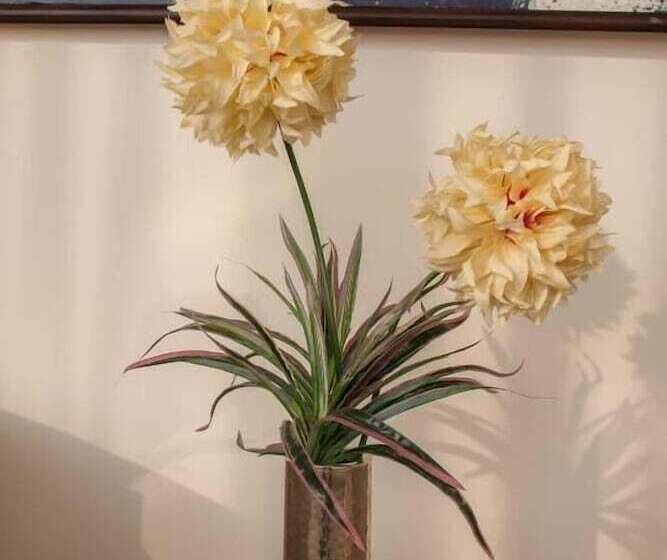 בית מלון כפרי Alaya