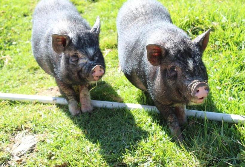 بنسيون El Hostel Granjero