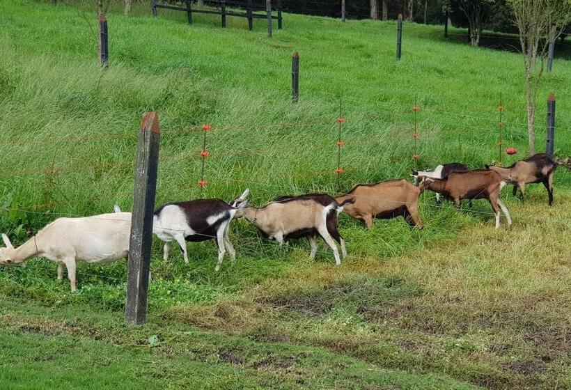 بنسيون El Hostel Granjero