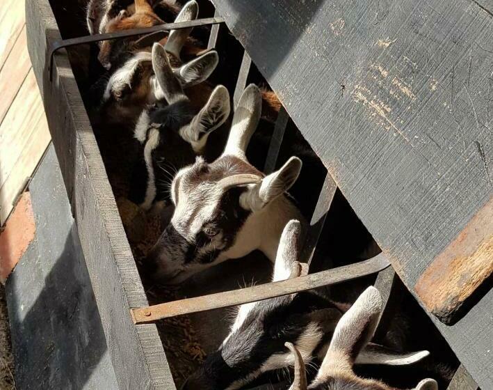 بنسيون El Hostel Granjero