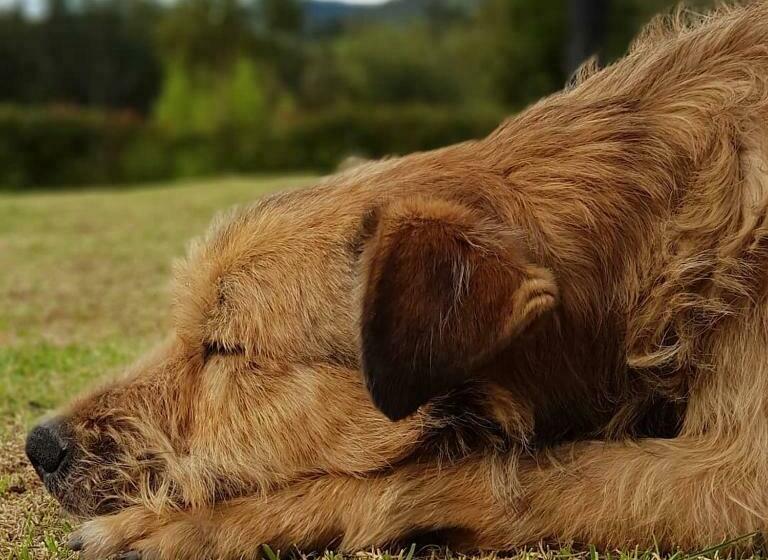 بنسيون El Hostel Granjero