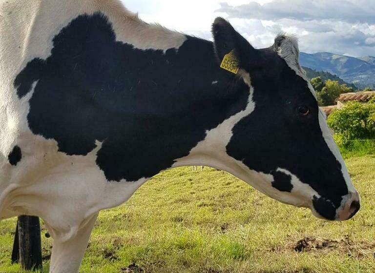 بنسيون El Hostel Granjero