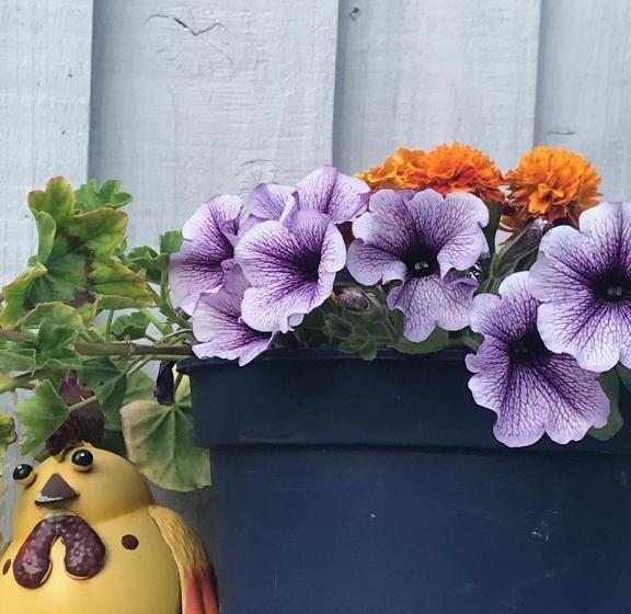 膳宿费 Fox View Guesthouse