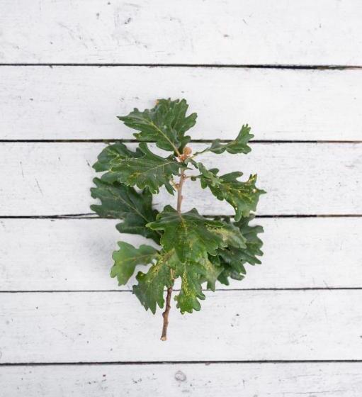 צימר Oak Tree 114 Bnb