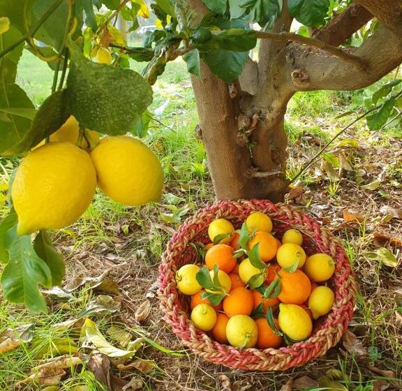 צימר Oak Tree 114 Bnb