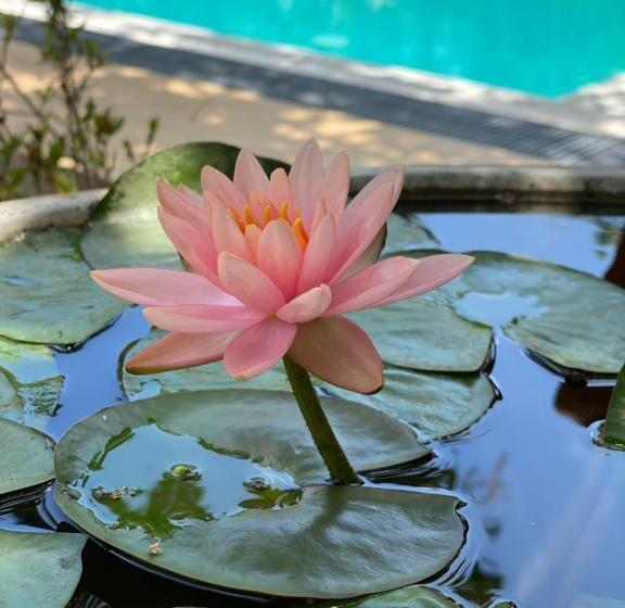 住宿加早餐 Sapphire Garden
