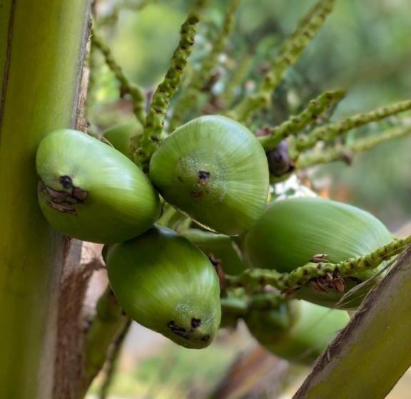 住宿加早餐 Sapphire Garden