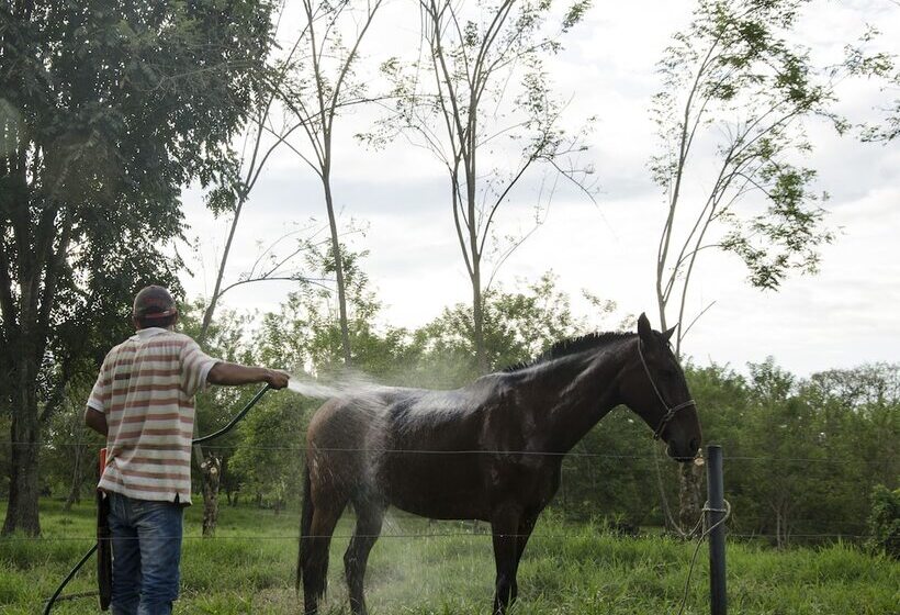 هتل Hacienda Bambusa