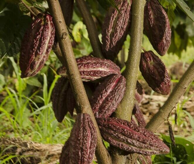 هتل Hacienda Bambusa