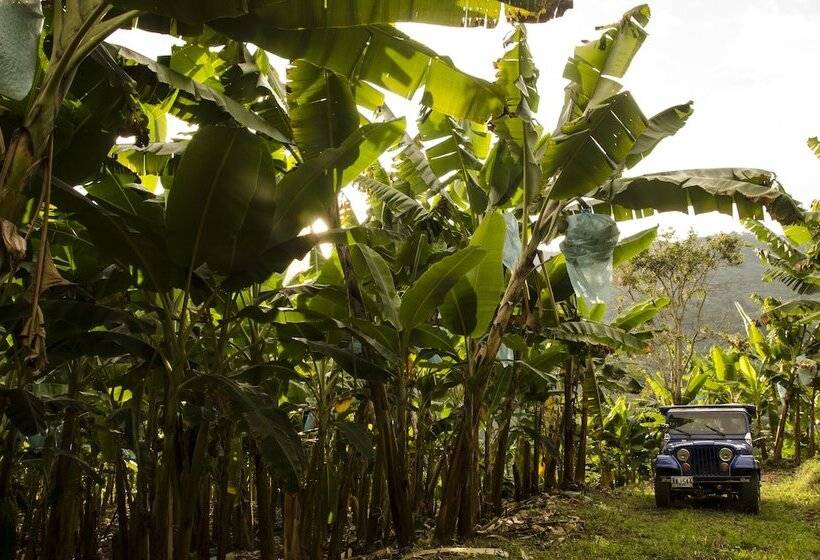 هتل Hacienda Bambusa