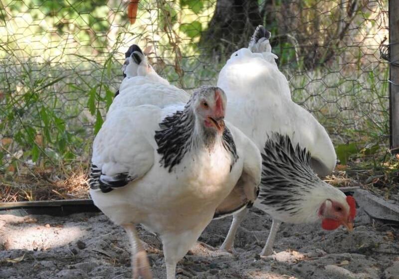 住宿加早餐  Chambres D Hôtes La Dame Fines