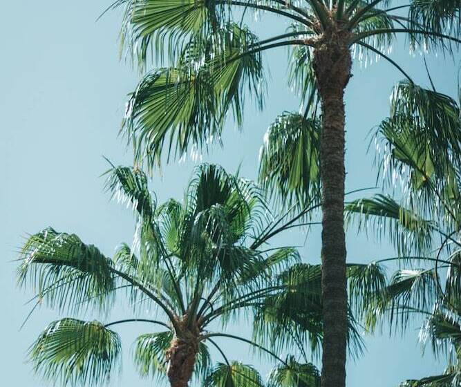 Apartamentos El Palmar