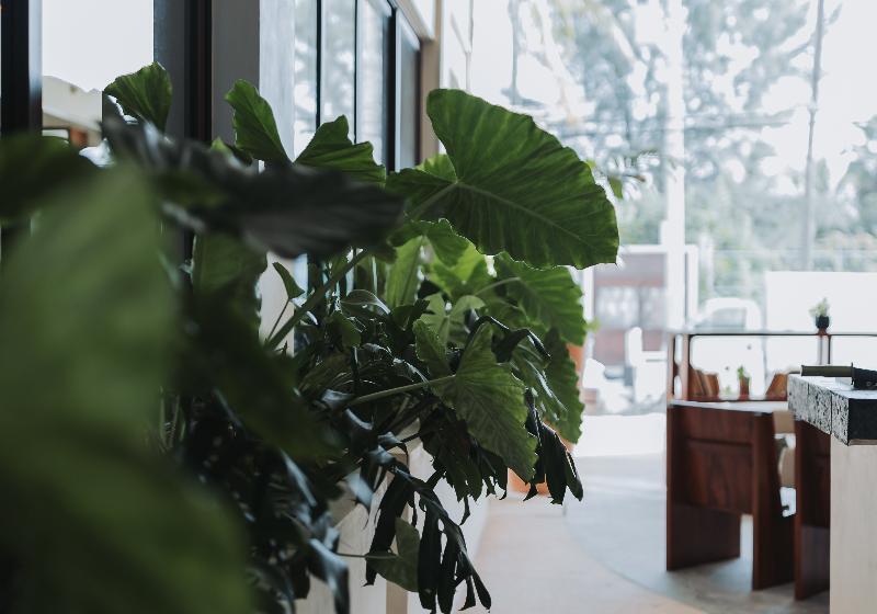 فندق Casa Barbara Holbox