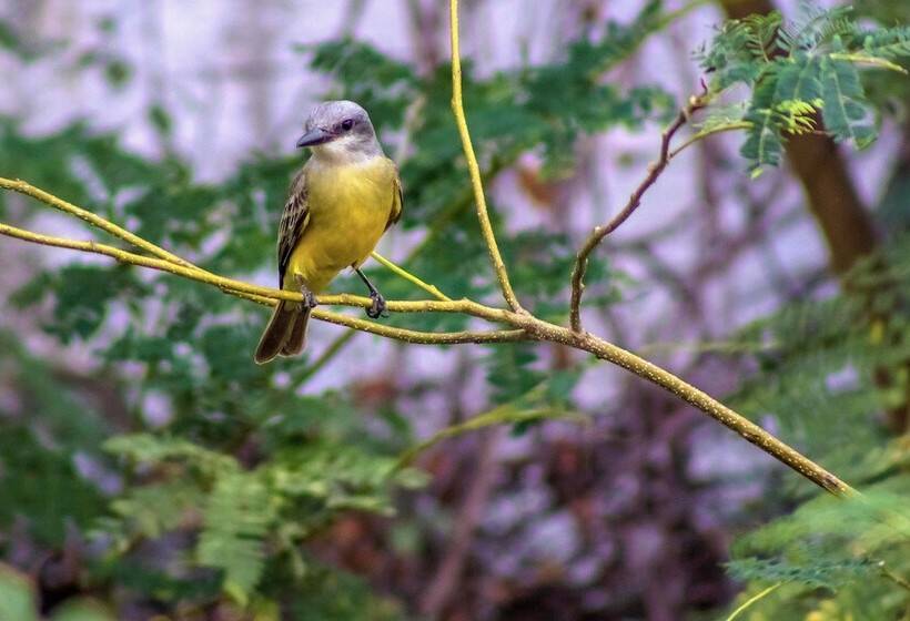 酒店 Hacienda De Vallarta Centro