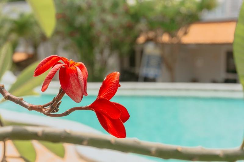 فندق Pipa Atlântico