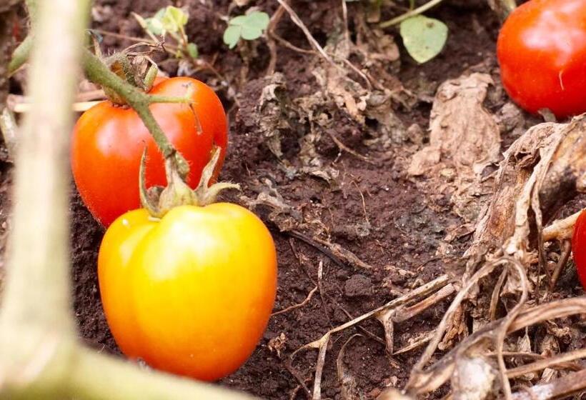 호텔 Arusha Villa Karamu Coffee Estate