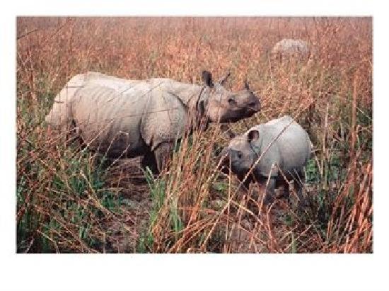 בית מלון כפרי Cottage Hrishikesh