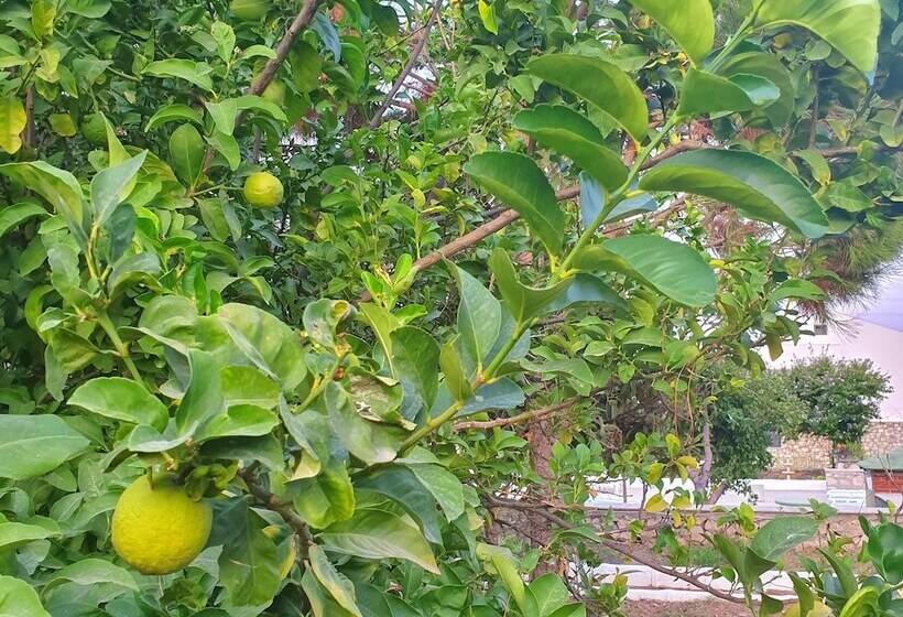 Dilek Agaci Butik Otel