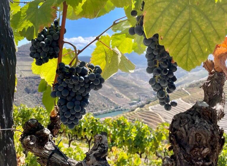 Hostel Douro Backpackers