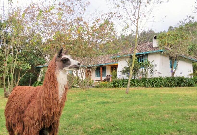 هاستل Las Palmeras Inn