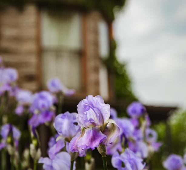 Bed and Breakfast The Mansion At Elfindale