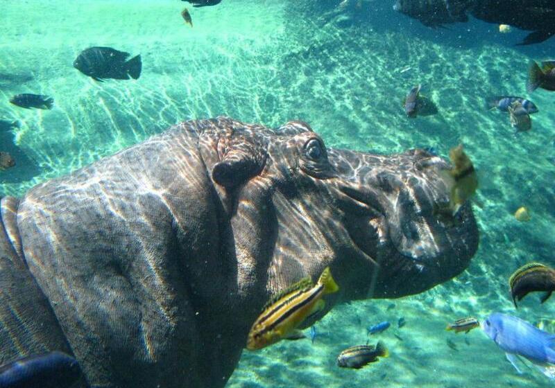 ホテル Comfort Suites Alamo Riverwalk