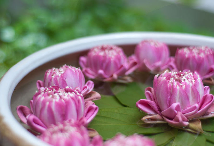 בית מלון כפרי Frangipani Villa 60s