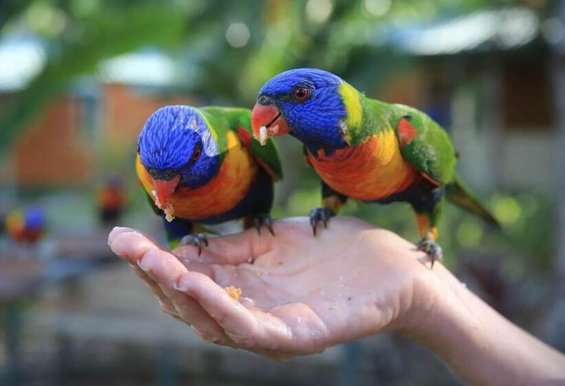 בית מלון כפרי Tasman Holiday Parks   Airlie Beach