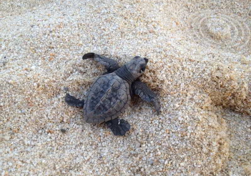 בית מלון כפרי H Huatulco