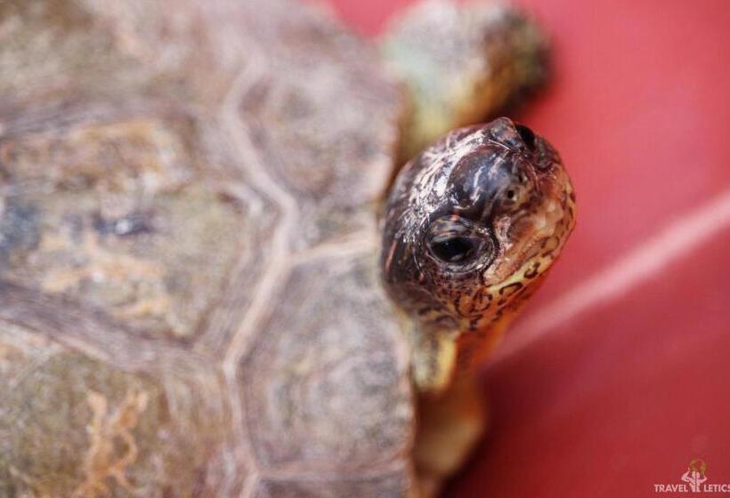 Отель Mary Carmen