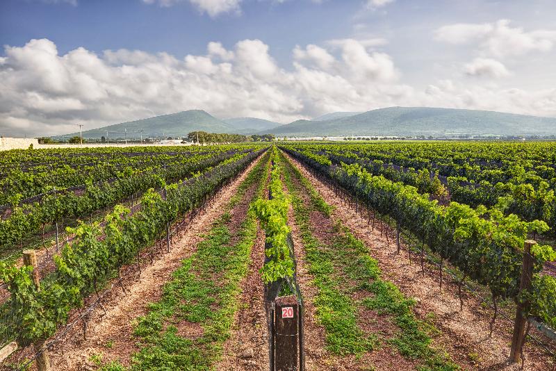 فندق Rio Tequisquiapan