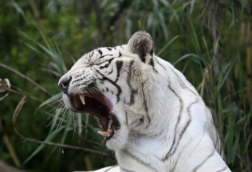 酒店 Voco Royalty Puebla Downtown