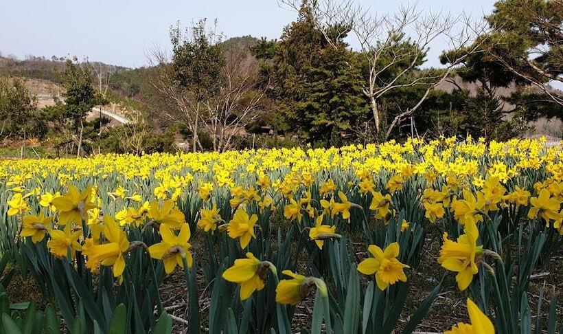 酒店 Golmangtae