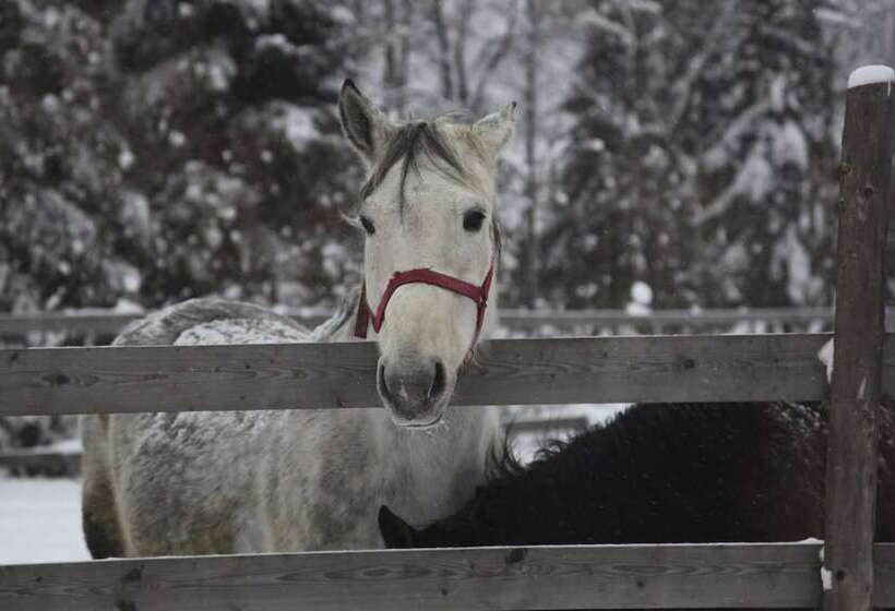 Отель Penzion Vasilko