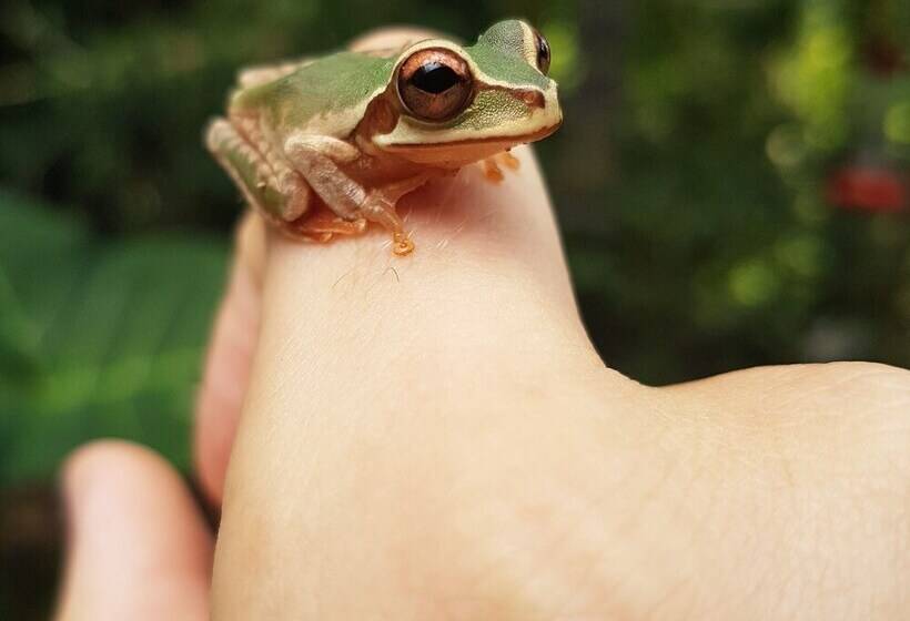 ホテル T.r.e.e.s Research Center And Eco Lodge