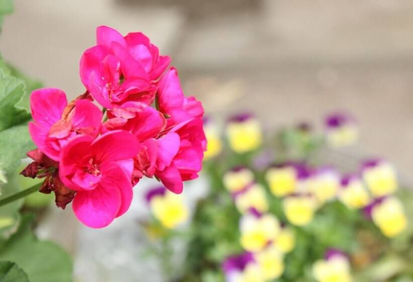 بنسيون Seizanso