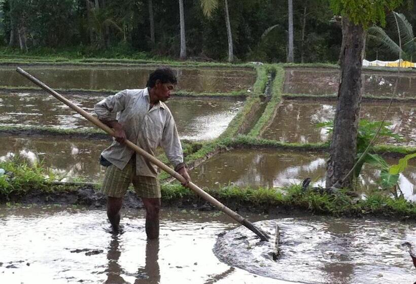 Pensionat White Lotus Oasis