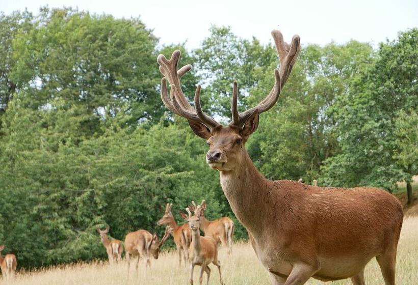 Отель Au Domaine Du Cerf