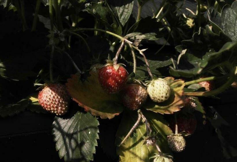 B&b De Loenense Bossen