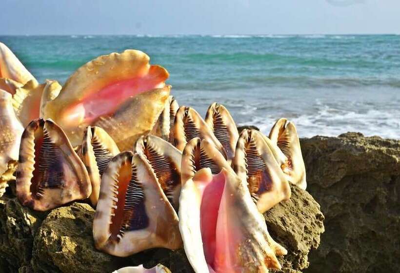 Areca Hotel Cabarete