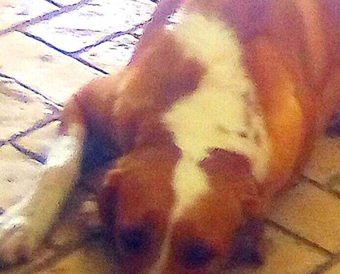 בית מלון כפרי Tribe On The Beach