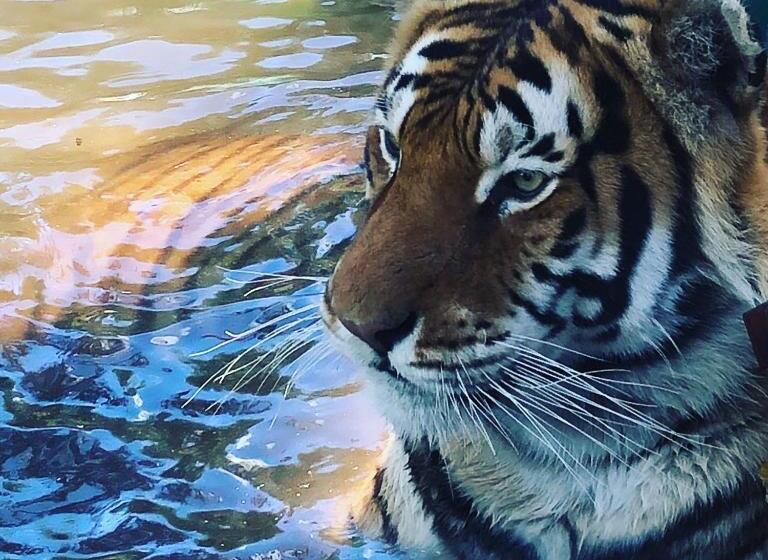 ベッドアンドブレックファースト Simba Safaris African Pride Exotic Lodge