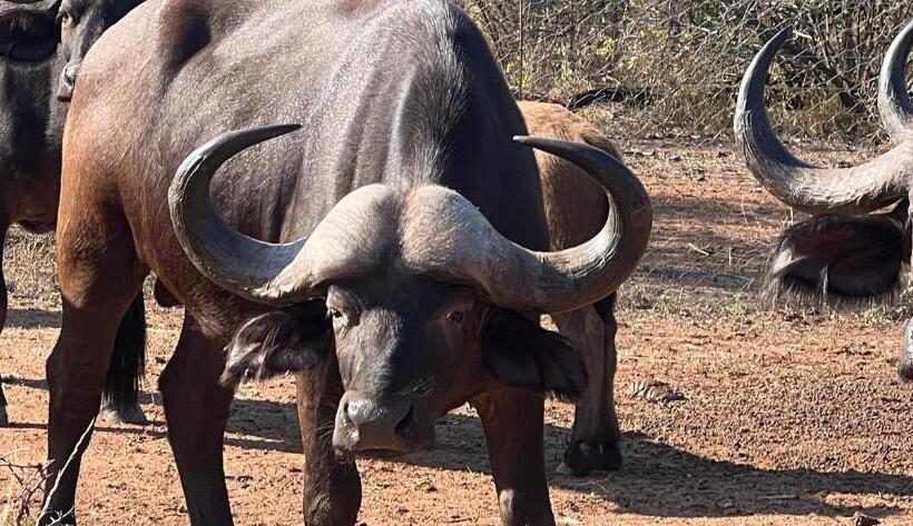مبيت وإفطار Simba Safaris African Pride Exotic Lodge