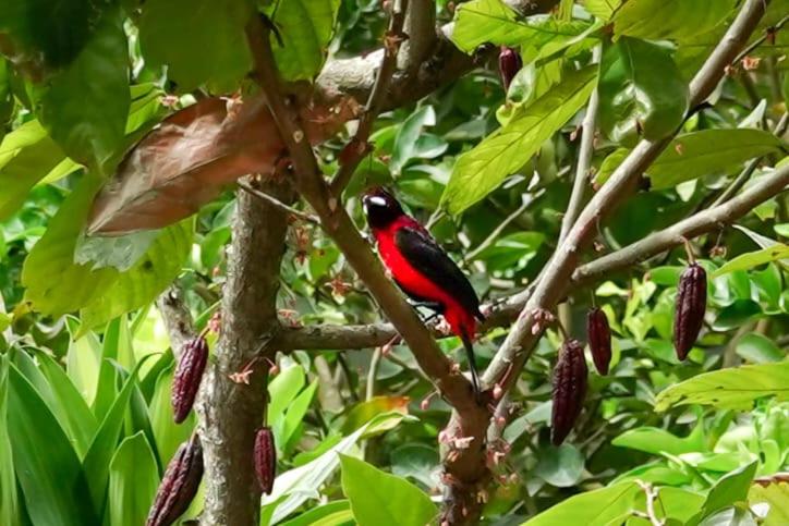 هتل Villa Sonia Eco Hostel