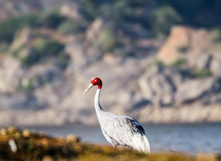 Jawai Bagpackers Hostel