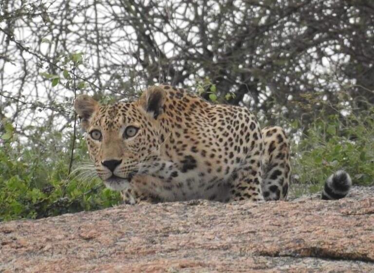 Jawai Bagpackers Hostel