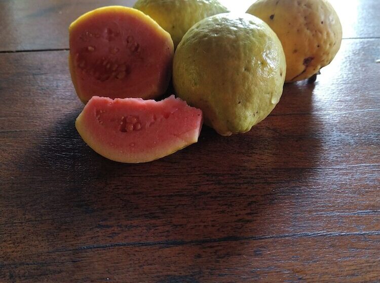 膳宿费 Pousada Passaredo